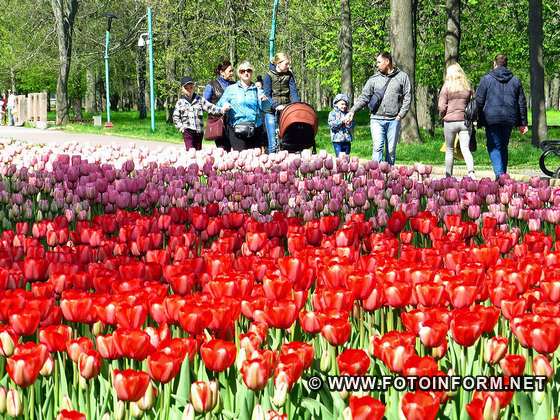 У Кропивницькому розцвіли мільйони голландських тюльпанів (фото)